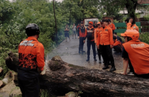 Hujan Deras dan Angin Kencang, Pohon Asam Jawa Tumbang di Kedungdung