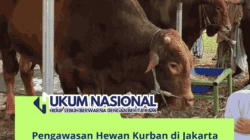 Pengawasan Hewan Kurban di Jakarta Diperketat Jelang Iduladha, Pedagang Wajib Kantongi SKKH