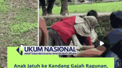 Anak Jatuh ke Kandang Gajah Ragunan, Pengelola Soroti Kelalaian dan Perketat Pengawasan
